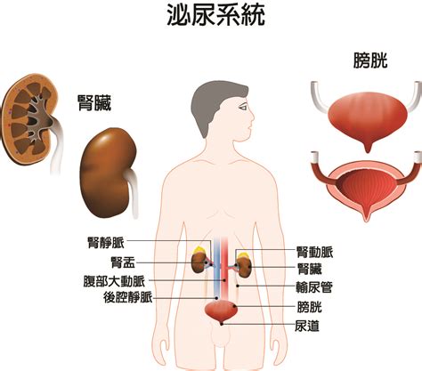 泌尿系統 常識|泌尿系統